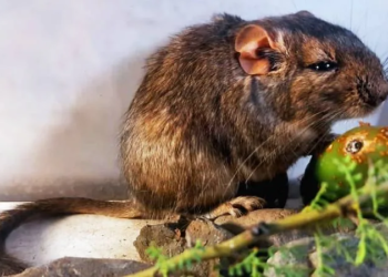 En qué provincia hallaron una nueva especie de roedor