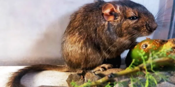 En qué provincia hallaron una nueva especie de roedor