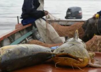La economía santafesina cayó 3,6% en abril: el dato más alarmante, el derrumbe del 93,3% en la pesca