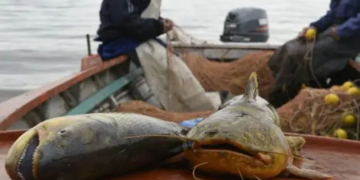 La economía santafesina cayó 3,6% en abril: el dato más alarmante, el derrumbe del 93,3% en la pesca