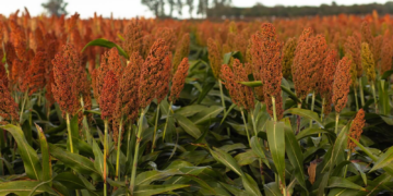 La genética le gana al pulgón amarillo y abre una nueva etapa del sorgo en Argentina
