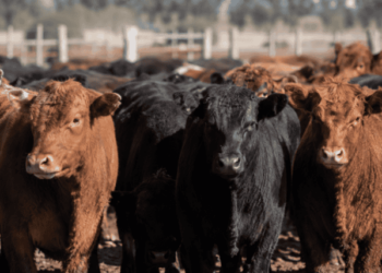 El nuevo mapa de la carne: feedlots llenos, consumo débil y exportación presionada