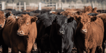 El nuevo mapa de la carne: feedlots llenos, consumo débil y exportación presionada