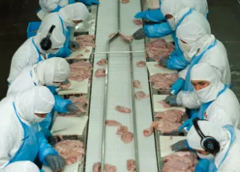 El pollo argentino vuelve a Asia: Corea del Sur hizo un guiño y la cadena avícola va por más