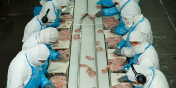 El pollo argentino vuelve a Asia: Corea del Sur hizo un guiño y la cadena avícola va por más