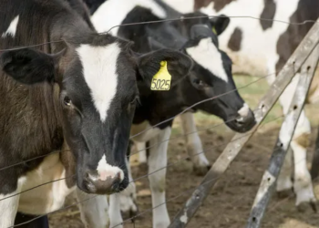 Carne Holando: cómo agregar valor al overo y convertirlo en un negocio para el tambo