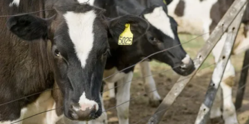 Carne Holando: cómo agregar valor al overo y convertirlo en un negocio para el tambo